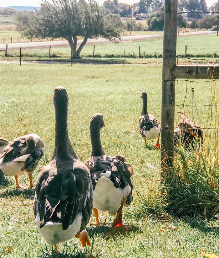 Off to work! Any breed of goose will do for weed control; they are all equally efficient weeders when they have ample opportunity to forage.