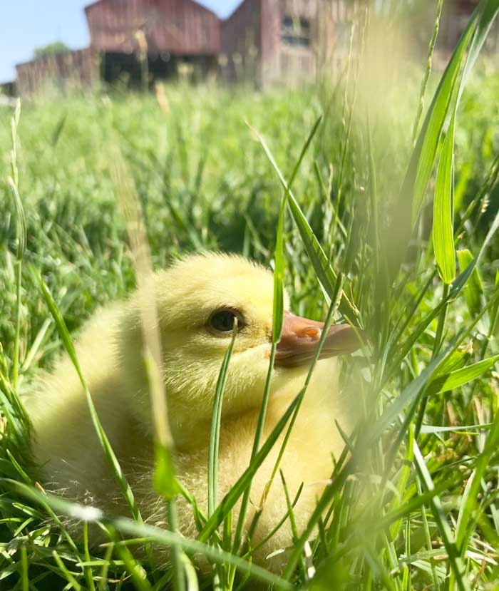 This cute gosling is here to tell you that he will happily munch on anything green starting from two or three days old.