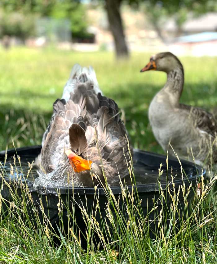 While geese may not need a full pond, unlimited access to water greatly contributes to their health and enjoyment of an area.