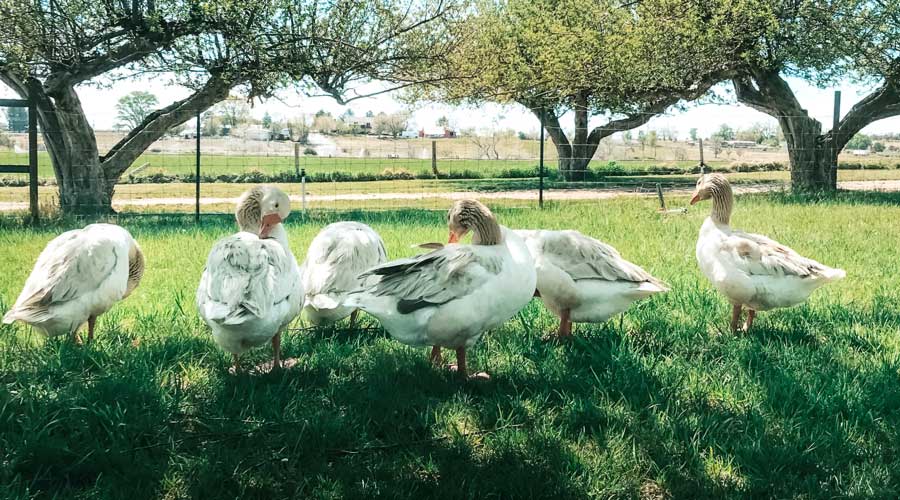 How to use geese for weed management thumbnail