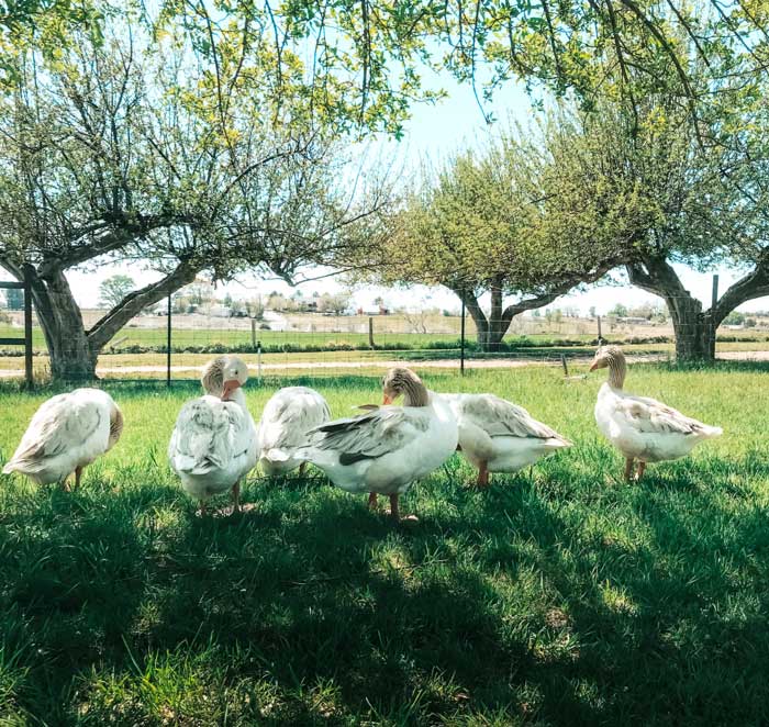 We use our geese primarily in our orchard, where they mow grass, eat weeds, clean up windfalls, and fertilize all at the same time.