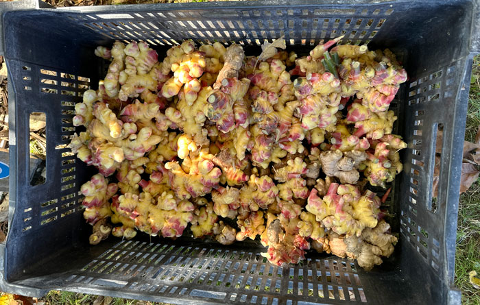 Baby ginger rhizomes harvested from a 4' x 10' bed in our garden. It doesn't take much space to grow a lot of ginger!