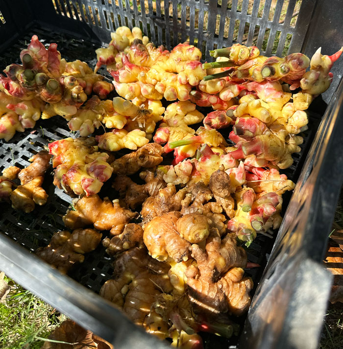 Mature ginger rhizomes in the front, with tan-colored skin. Baby ginger in the back, with vibrant yellow-pink skin.
