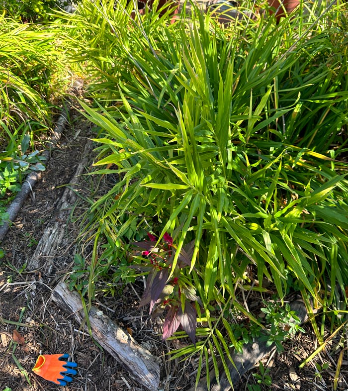 A ginger plant enjoying some afternoon shade next to an elderberry in our yard. Not sure why our kid left his glove here, but that's a different story.