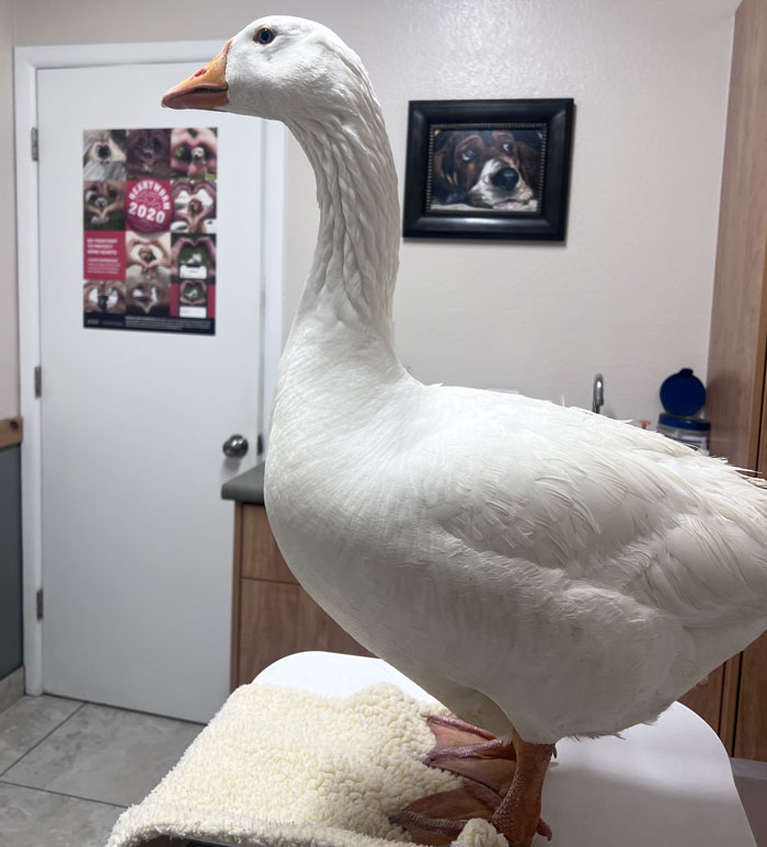 It is rare that a goose will need medical intervention, but when they do, finding a vet nearby who will see birds can be a challenge.