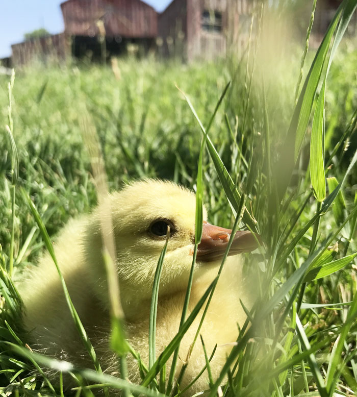 While goslings are possibly the cutest baby animals on earth, adopting adult geese helps an animal in need and also lowers your cost of purchasing and brooder set up.