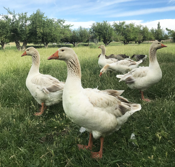 Our geese free-range through our heritage apple orchard, keeping it clean of windfalls and minimizing the occurrence of coddling moth worms (which like to flourish in debris around trees. Especially in Erupse, geese are often used in orchards and vineyards to weed and maintain the health of fruiting plants.