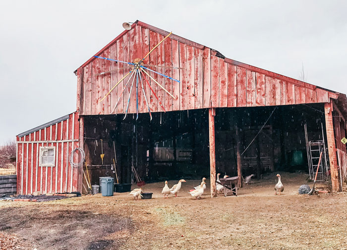 While you do not need a barn to keep geese, some kind of shelter is needed to escape the elements (although our seem to enjoy any kind of storm), find shade, and have a safe place to nest.