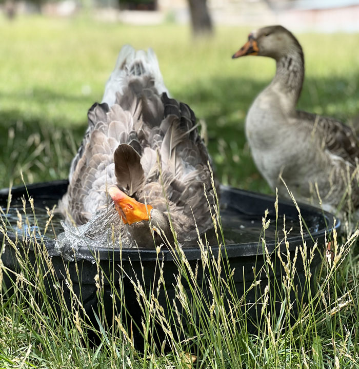 A tub big enough for at least one goose to bathe is ideal, although they certainly appreciate larger bodies of water. Many of our geese seem to prefer smaller tubs for bathing over the pond… don’t ask me why.