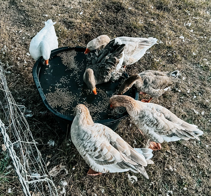 Our preferred feed is Mazuri, although we supplement with cracked corn or a grain mix in the winter to keep food costs lower.