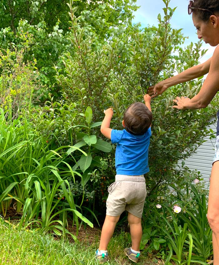 Our toddler picking Goumi berries from our bush. 