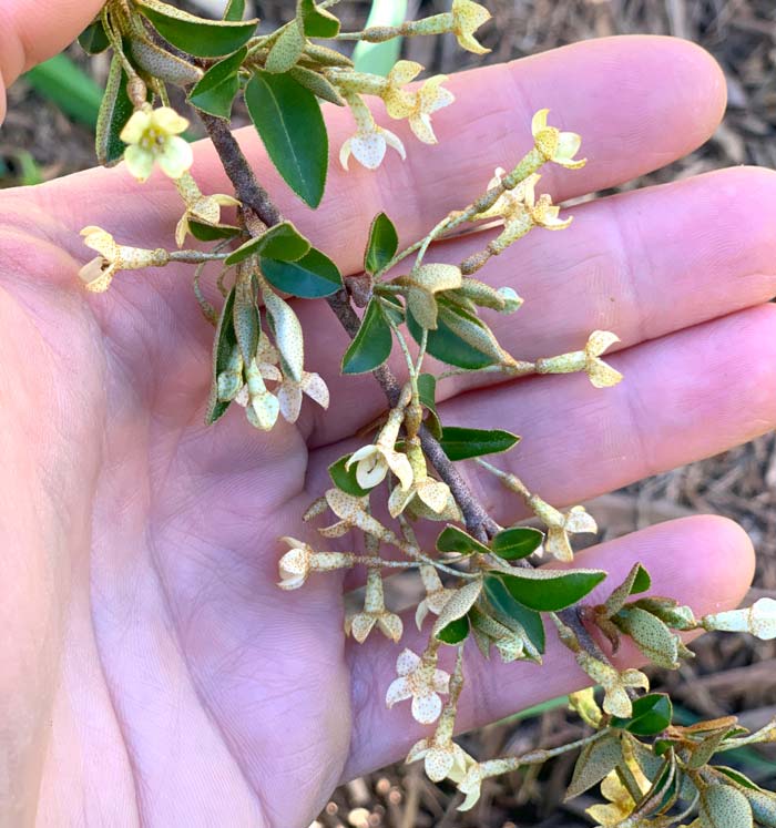 Goumi berries flowering on April 2nd in our Zone 7b garden.