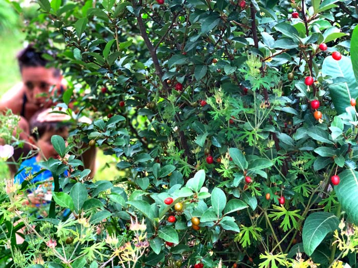The thorns on Goumi berry plants aren't sufficient to deter toddlers.