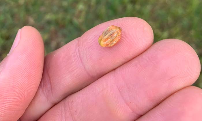 Closeup of Goumi berry seed. Goumi berry seeds are a bit fibrous, but they're soft and pleasant-flavored. They're full of essential fatty acids, so eat them for extra nutrition!