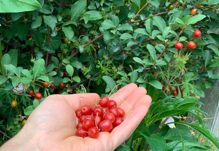 Perfectly ripened Goumi berries. You can see others still on the plant in varying stages of ripeness from green to orange to red.