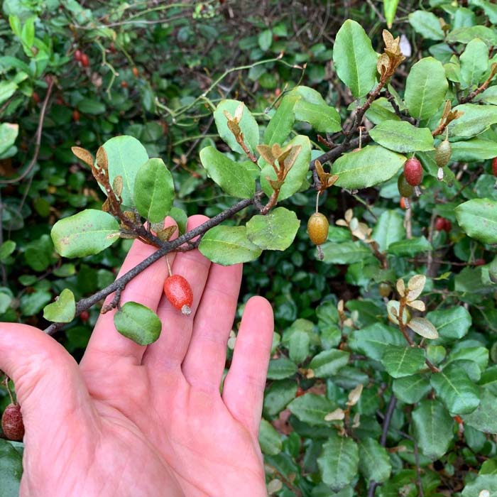 Silverthorn berries look a lot like Goumi berries but the plants have different growth habits. Goumi berry bushes are more tree-shaped with upright branches. Silverthorns form dense thickets and the plants have weeping branches.