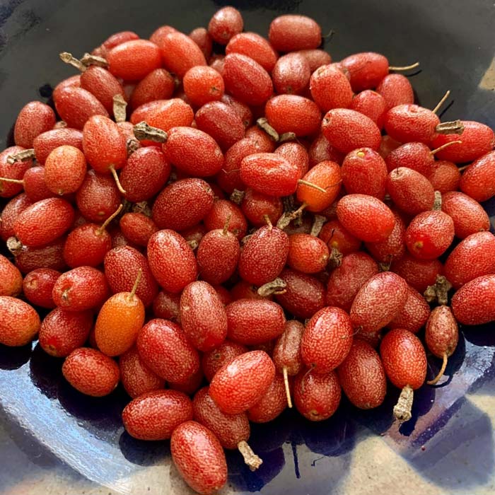 The seeds from these foraged Silverthorn berries will not be allowed to grow into new plants.