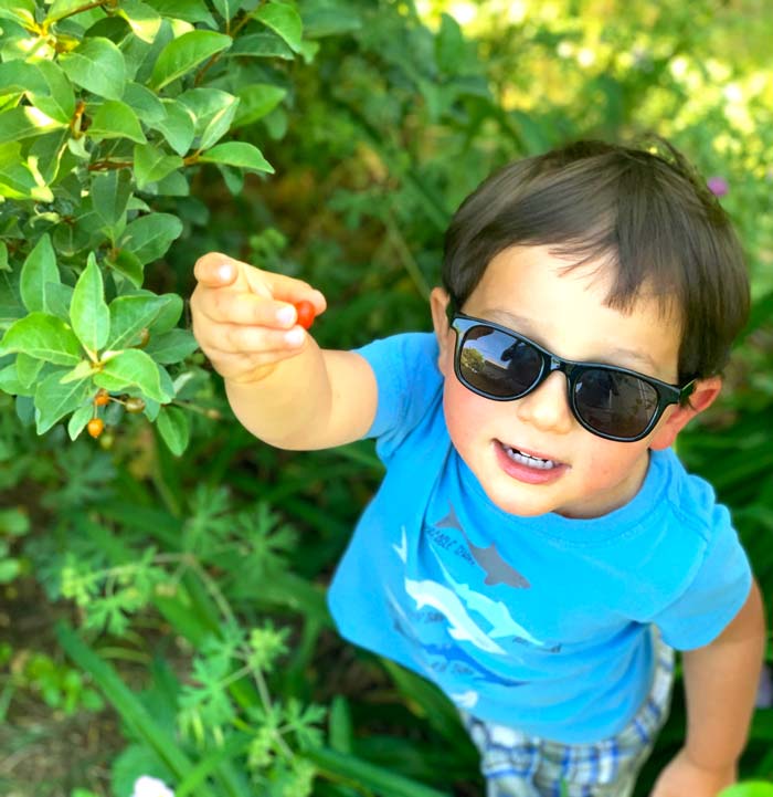 Toddler picking and eating Goumi berries.