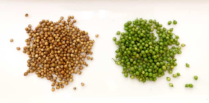 Mature, brown coriander seeds (left) make a wonderful spice, but immature green coriander seeds are even better. 