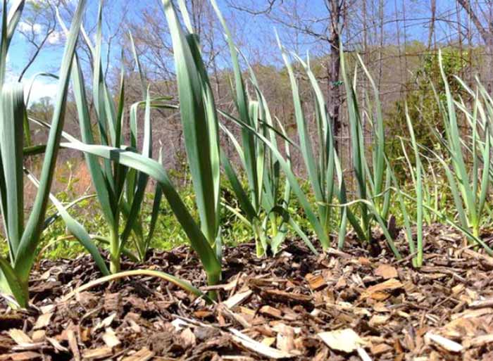 Hardneck garlic enjoying late winter sun. 