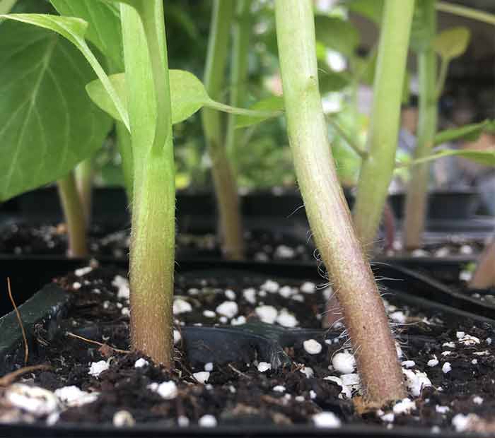 Adventitious roots on young ground cherry seedlings.