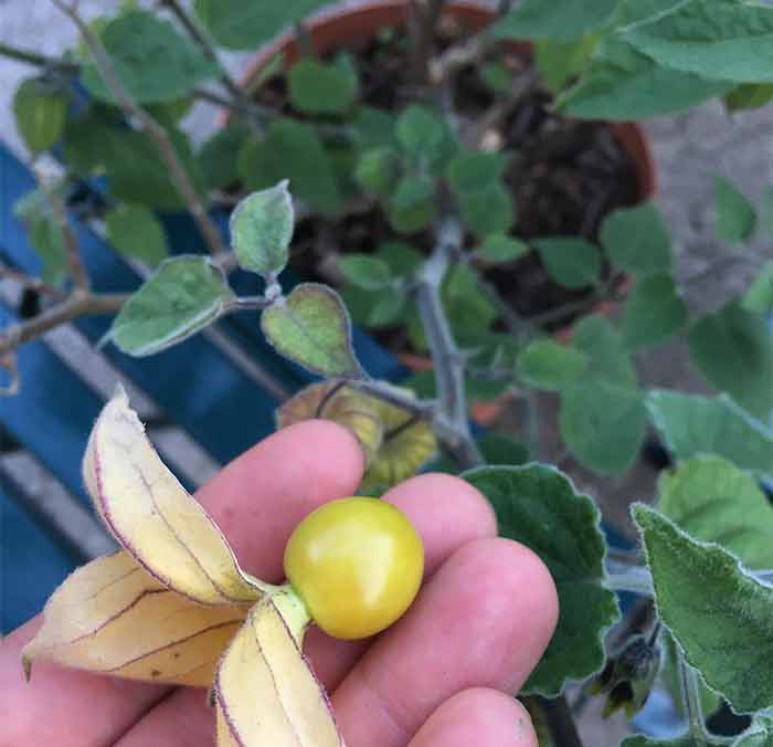Incan golden berries (Physalis peruviana) taste like tangerines and pineapples.