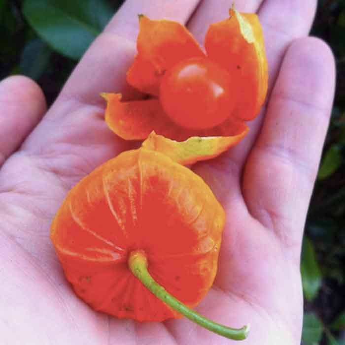 Chinese lantern fruit from a previous summer's garden. The fruit are so brightly colored red-orange, that my old iPhone had trouble capturing the color.