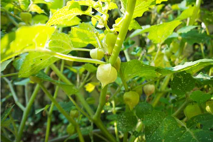 Note the tiny holes in the leaves of this ground cherry plant caused by flea beetles. The damage didn't negatively impact fruit yields and may have helped increase the nutrition of the fruit due to the plant's physiological response to pest exposure.
