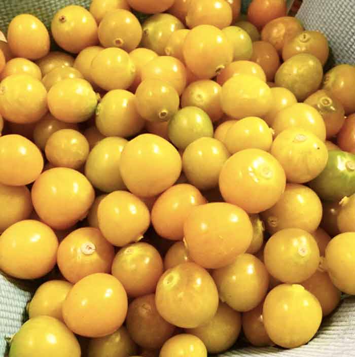 These ground cherries no longer have a husk on them, so they'll need to be eaten sooner than ground cherries stored in their husks.