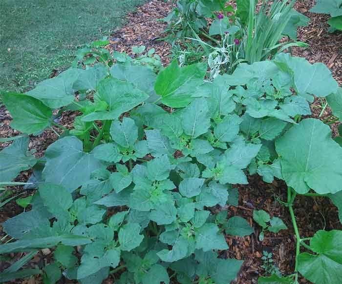 A ground cherry plant in our front yard growing over top a winter squash plant.