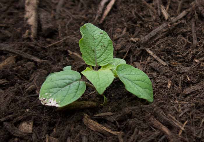 A newly transplanted ground cherry seedling, mulched and ready to grow.