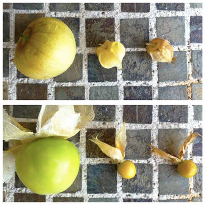 Three types of Physalis fruits we grow every summer. Top shows husks on, bottom shows husks off. From left to right: tomatillos (Physalis philadelphica), ground cherries (Physalis pruinosa), Incan golden berries (Physalis peruviana).