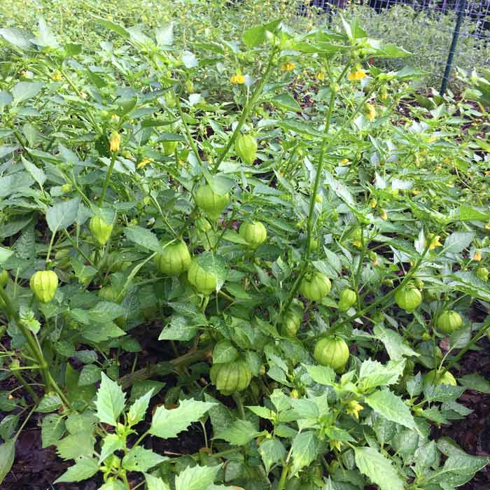 Tomatillo plants produce loads of fruit each summer.