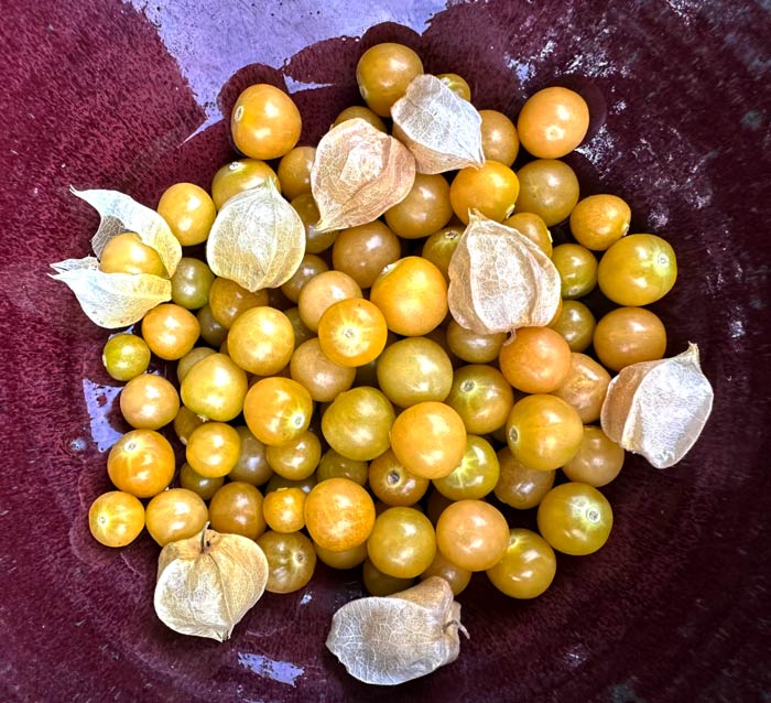 A bowl of perfectly ripe ground cherries. If you have a toddler who checks the ground cherry patch in the garden nightly in order to eat every fruit, you can appreciate how difficult it is to collect enough ground cherries to produce a recipe.