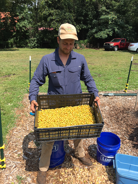 My friend, Chris Miller, holding 10 pounds of freshly picked, husked ground cherries that we grew last summer for local Greenville restaurants.