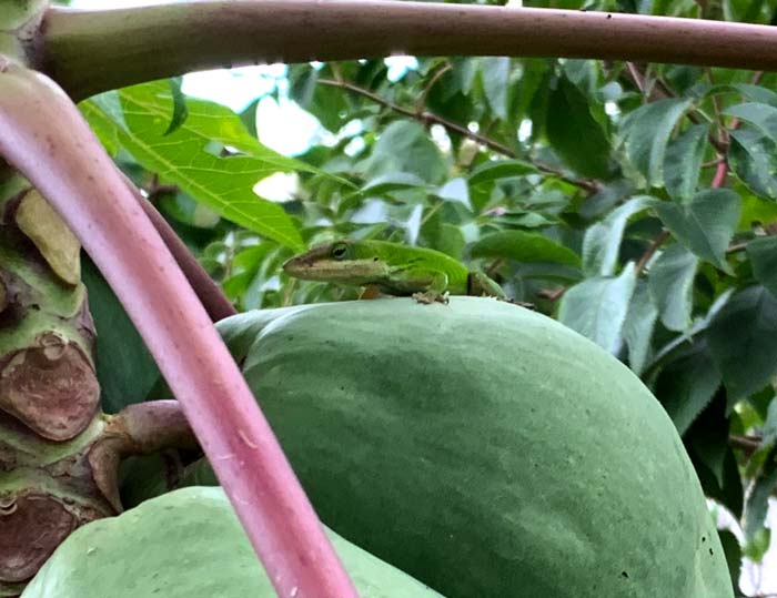 A Carolina anole on an unsuccessful hunting excursion atop one of our papaya fruits.