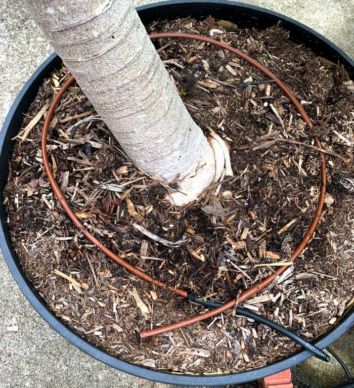 An automated drip line set up in our papaya pot means we don't have to spend a minute of our time keeping our papaya watered during the warm months.