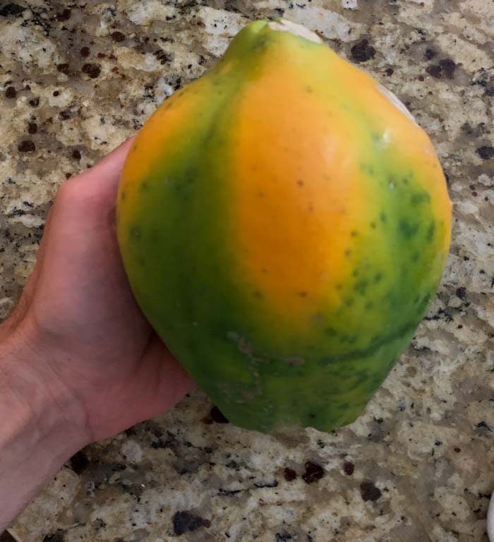 An average sized fruit from our 'TR Hovey' papaya - the perfect size for our family of three.