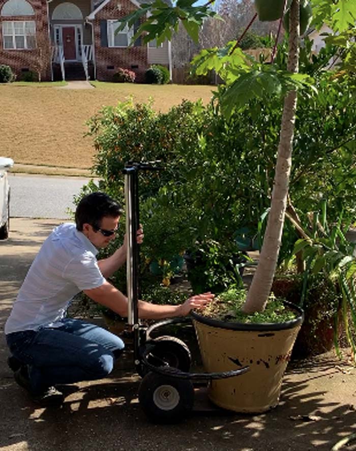 Getting ready to move our papaya tree into our heated garage for the night on a November day.
