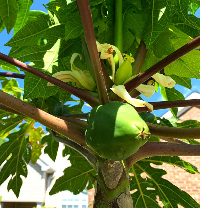 A closer look at papaya flowers - in the top center you can see a young fruit that has set, with the flower petals still on.