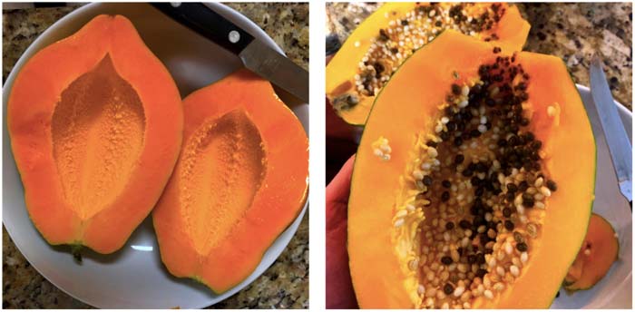 Interestingly, the papaya fruit on the left and right came off of the same tree. One is seedless the other contains seeds. We're not certain what the cause of this phenomenon is. Our tree seems to produce male, female, and perhaps hermaphroditic flowers. We're wondering if the seedless fruit matured from an unpollinated flower or if exposure to cooler temperatures caused seeds not to form. Maybe a papaya scientist can chime in!