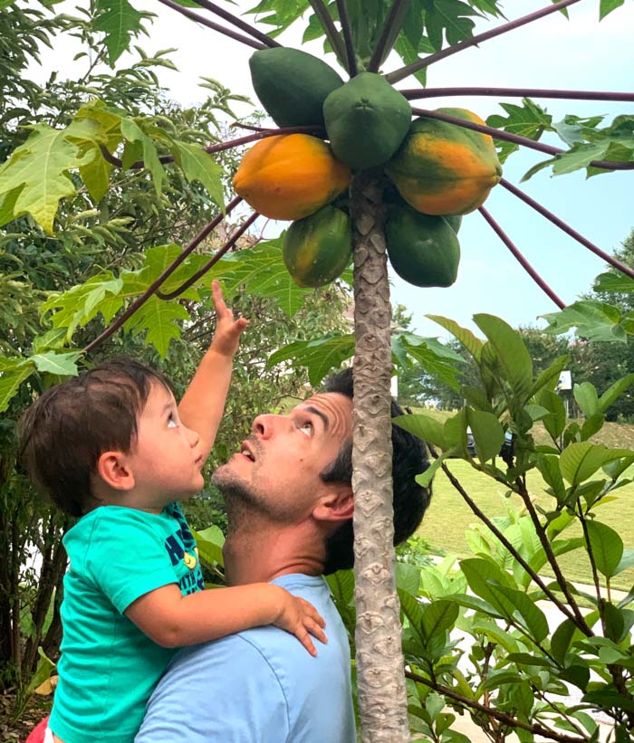 Our toddler reaching for a ripe papaya (the orange one on the left). The orange-green one on the right side will be ready to harvest in another couple weeks.