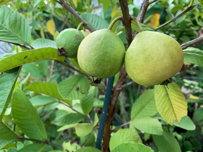 Peruvian white guavas on our tree. The fruit on the top right is closest to being ripe!