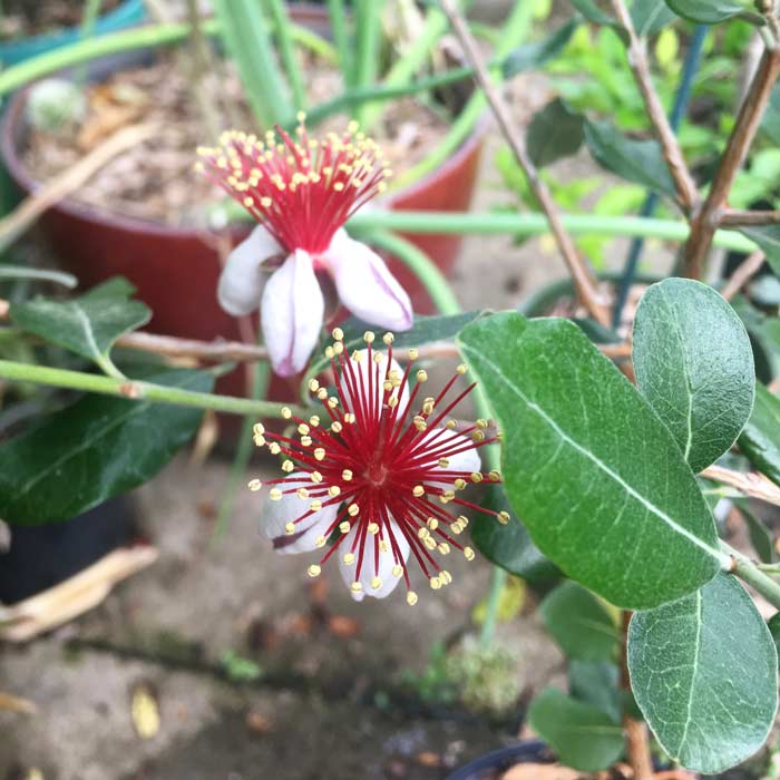 The outside petals on pineapple guava flowers are outrageously delicious. The have a thick, soft texture and a candy-sweet flavor.