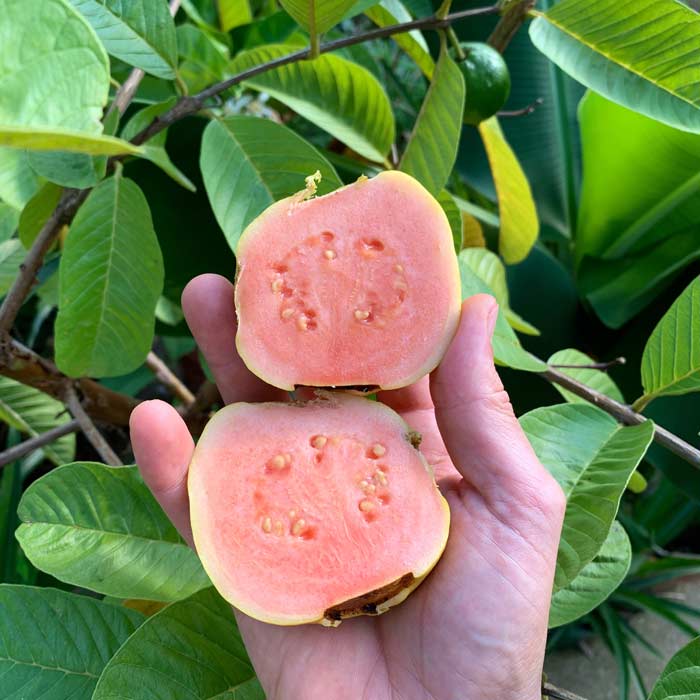 Mmm. Ruby supreme guavas!