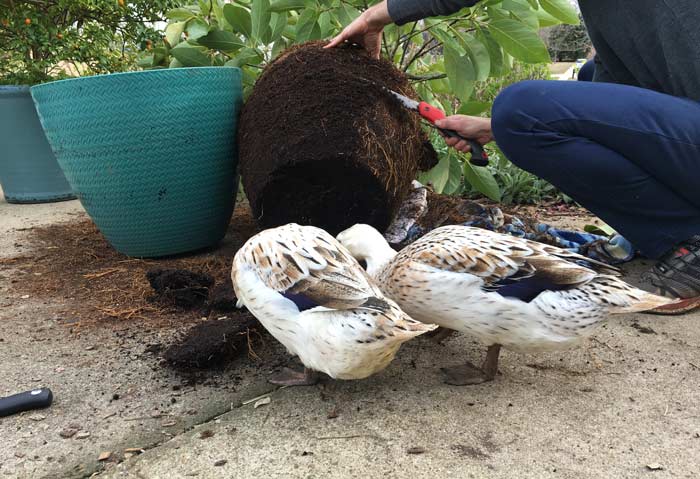 Me sawing back the roots on our root bound potted avocado tree. No, pet ducks are not required to trim your root bound plants, but they'll happily help if your pots have worms in them.