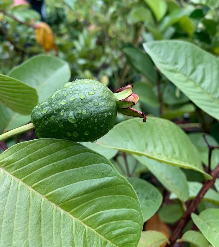 A young unripe guava fruit. Gardening is the ultimate teacher of delayed gratification. We had to work for nearly 18 months before enjoying our first tree-ripened guava fruit. How to grow guavas in cool regions.