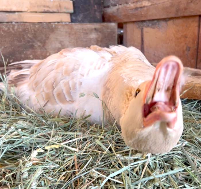Broody goose - If your goose looks like this on her nest, do not attempt to move unless you possess full body armor.