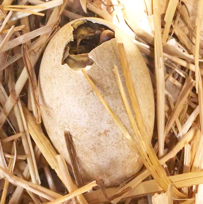 Goose egg hatching (pipping). After the gosling has absorbed the blood and yolk, it will rest for 12-24 hours. BE PATIENT.
