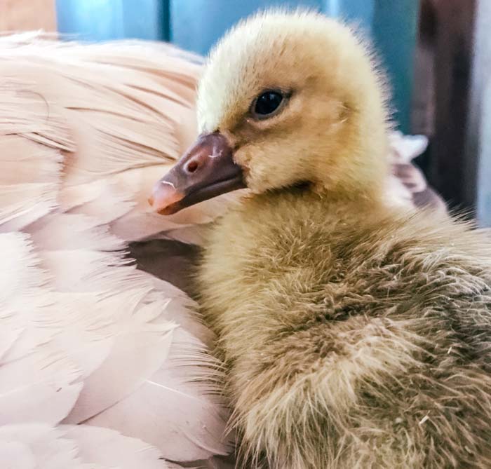 A gosling cuddling up next to momma goose for warmth and protection.